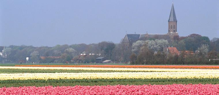 Stor tulipan mark Holland