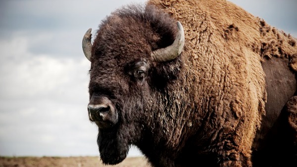 Amerikanske bisoner