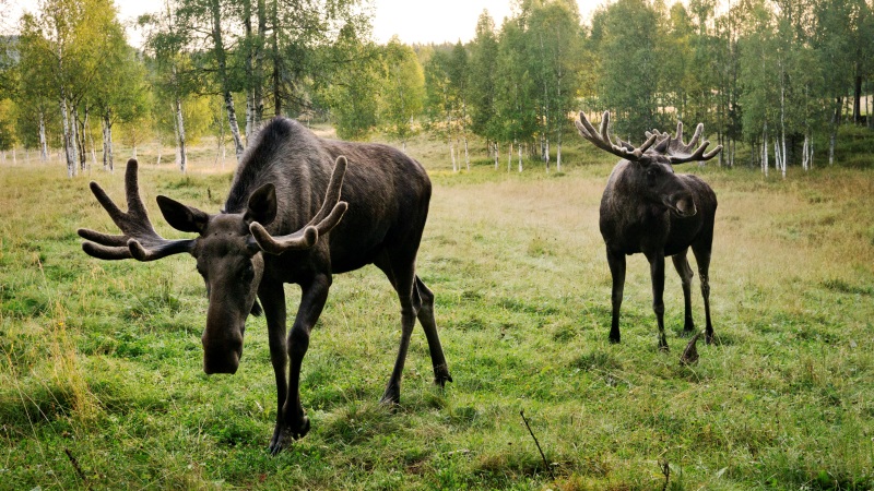 Besøg i ”osteriget”, Höga Kusten og videre til Sundsvall